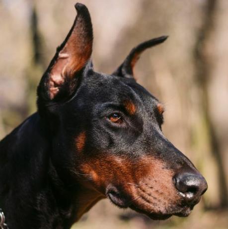 doberman