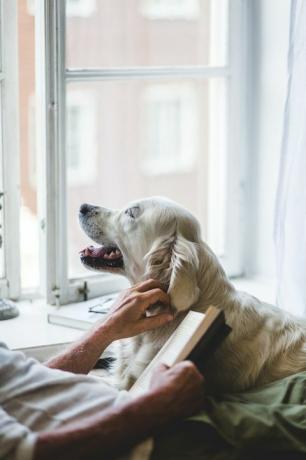 Evde yatakta kitap tutarken köpeği okşayan kıdemli adamın orta bölümü