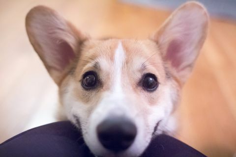 Corgi köpek yavrusu