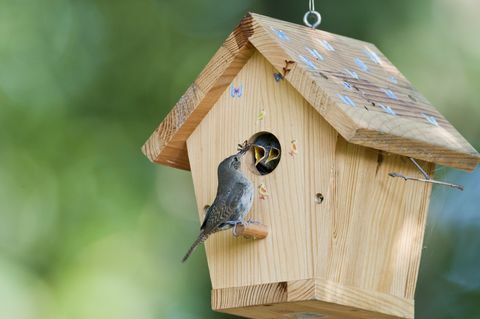 House Wren kuş yuvası bebeklerde böcek beslemeleri