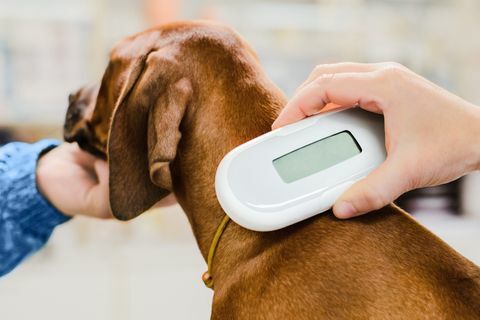 Veteriner çip implant yavru köpek üzerinde kontrol, aygıt yakın çekim