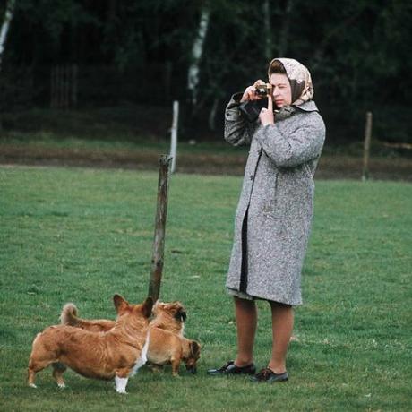 Windsor, Birleşik Krallık Kraliçesi Elizabeth II, Corgis'ini Windsor Park'ta Fotoğraflarken 1960 yılında Windsor, İngiltere'de Photo by Anwar Husseingetty Images