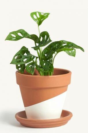 Philodendron 'İsviçre Peyniri'