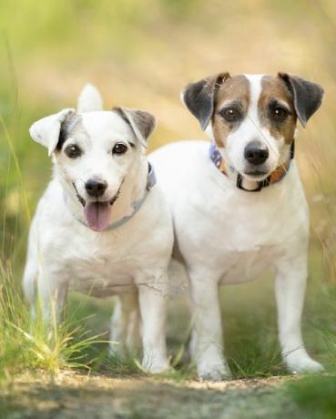 iki jack russell teriyeri çimlerin arasında iyice ezilmiş bir yolda duruyor photo