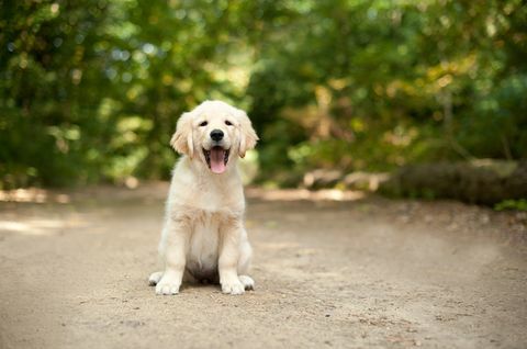 ormanlık bir yol üzerinde oturan labrador yavrusu