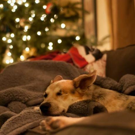 Noel'de kanepede rahatlatıcı köpek