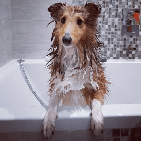 banyodaki köpekler eğlenceli görüntüler