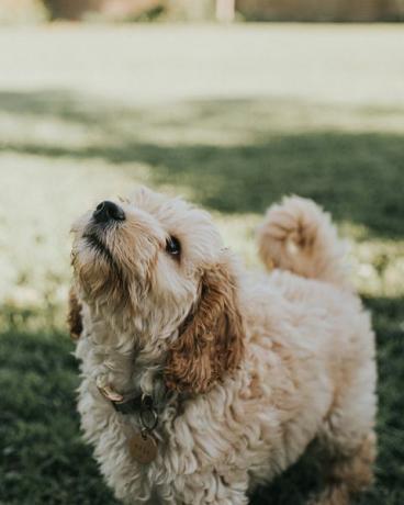 bir cockapoo yavrusu sabırla sahibine bakar