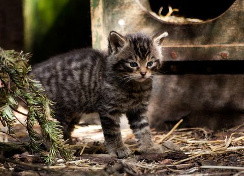 İskoç yaban kedisi yavru kedi