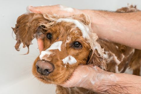 cocker spaniel köpek şampuan ve su ile duş alıyor