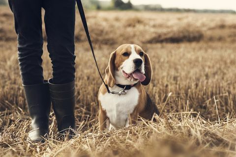 genç çocuk ve köpeği tarlada yürüyor