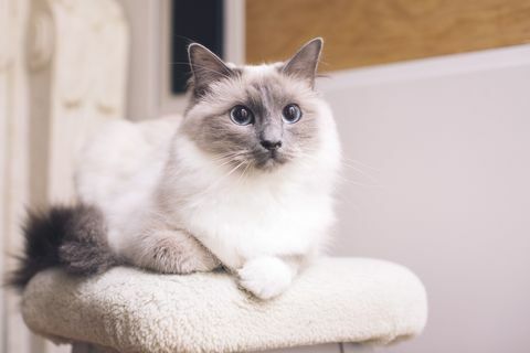 Ragdoll kedi uzanmış, portre