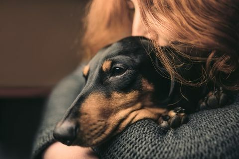 Uykulu bir siyah köpek sarılmak Kızıl saçlı bir kadın portresi duchshund.