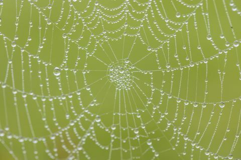 Sisli sabah örümcekler web