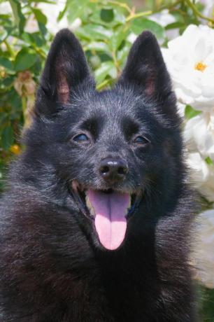 Schipperke