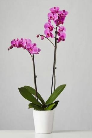 Mor Orkide 