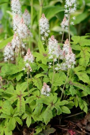 köpük çiçeği tiarella, gölgeli alanlarda yetişen çok yıllık bir çiçektir.