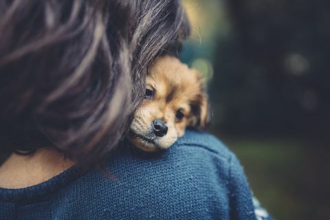 sarılma küçük köpek yavrusu