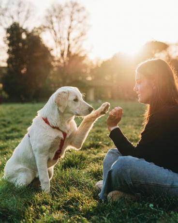 sahibiyle köpek eğitimi