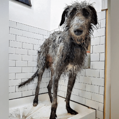 banyodaki köpekler eğlenceli görüntüler