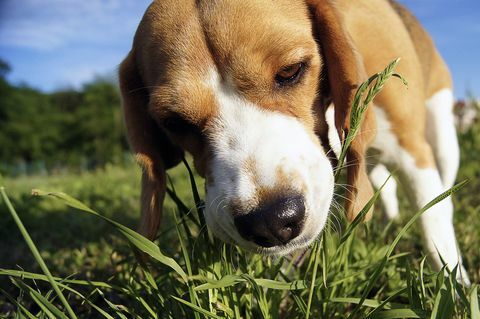 Çim yeme beagle