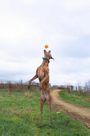 bakır kurtarma köpeği topu