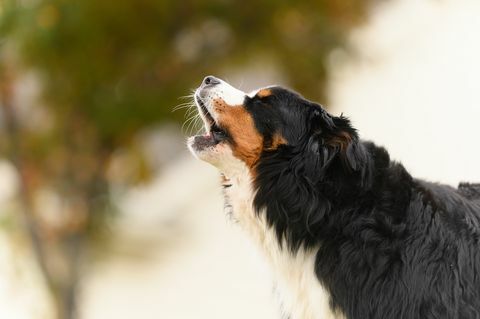 orta yaşlı bernese dağ köpeği açık havada yakın çekimde havlıyor