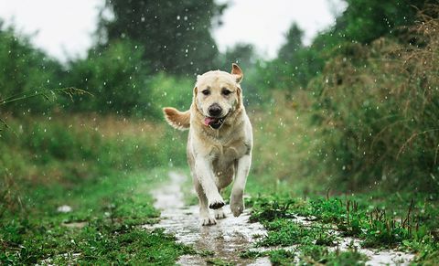 kırsal kesimde yağmur damlaları altında oynayan komik köpek