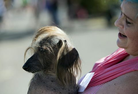 Himisaboo, Donald Trump saçlı köpek