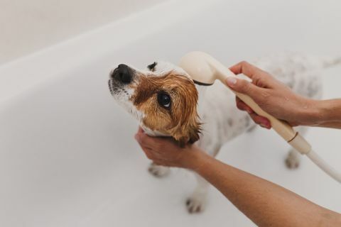 Banyoda küvette köpek yıkanan kadının elleri kırpılmış.