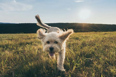 gökyüzüne karşı çimenlerin üzerinde yürüyen köpek portresi