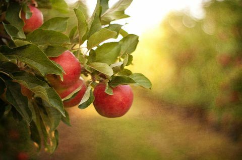 elma ağacı - meyve bahçesi