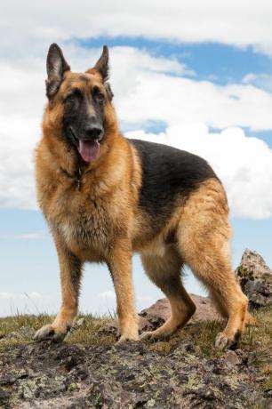 alman çobanı - en iyi bekçi köpekleri