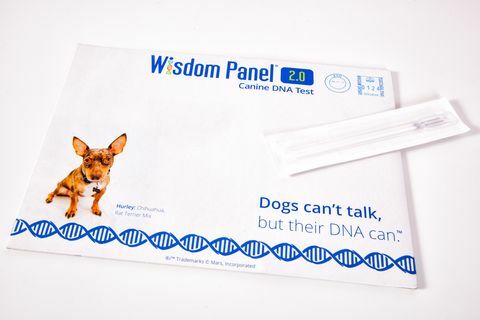 Artık bu yeni evde DNA test kitini kullanarak köpeğinizin soyunu keşfedebilirsiniz.