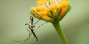 Bahçelerdeki sivrisineklerden nasıl kurtulurum