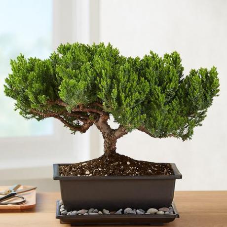 ardıç bonsai1822 40004 101067 101521 101672 web güncellemesi için 157145 157822