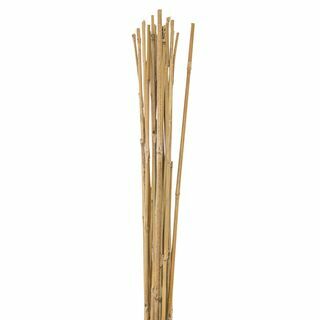 Bambu bastonları