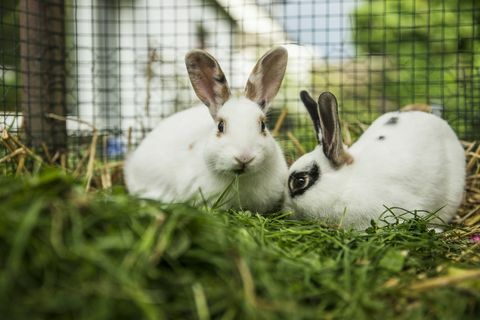 Bir çayır üzerinde bir kafeste iki tavşan
