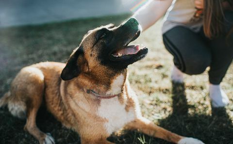 çimenlerin üzerinde melez köpek