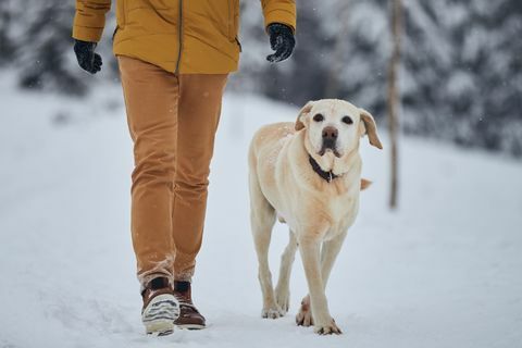 karlı kış köpek yürüyüşü