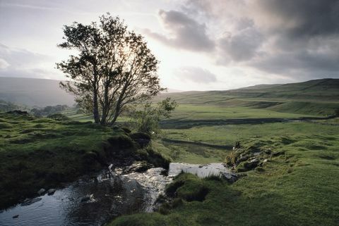 yorkshire vadileri