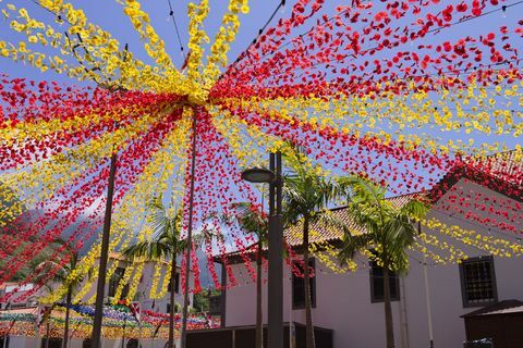 madeira çiçek festivali