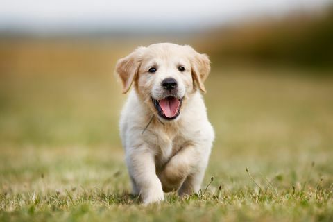 Mutlu golden retriever yavru