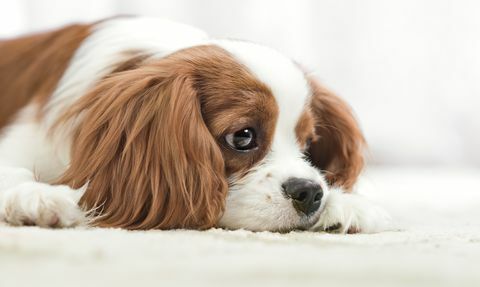 Süvari kral charles spaniel