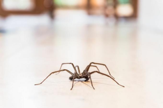bir evde yerde ortak ev örümceği