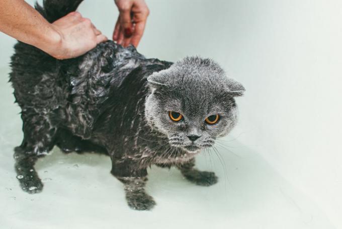 Küvette gri İskoç kedisini yıkayan, vücuduna odaklanan ve kafasını kuru bırakan kadının kırpılmış elleri