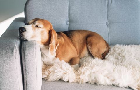 beagle rahat kanepede uyur