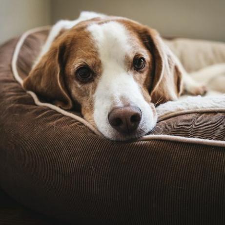 yeni bir araştırmaya göre köpeğinizin yalnız bırakılmaması gereken tek oda