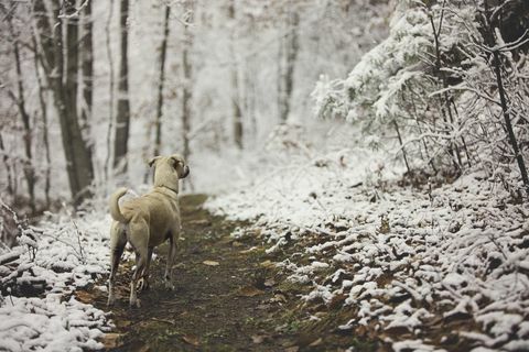 Köpek karlı izinde