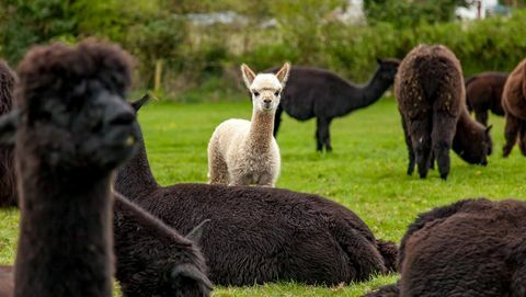 Kalmak için Hushabye Farm alpaka çiftliği